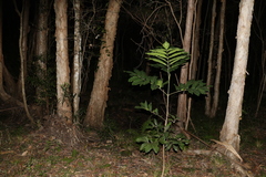 Flindersia schottiana