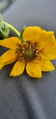 Helianthus bolanderi