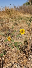 Helianthus bolanderi