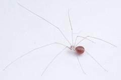 Micropholcus fauroti