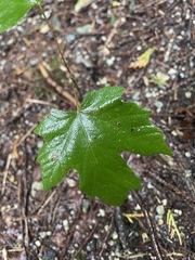 Acer macrophyllum