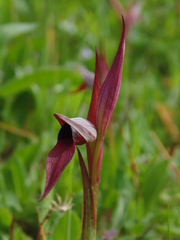 Serapias strictiflora