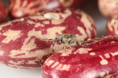 Acanthoscelides obtectus