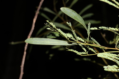 Acacia attenuata