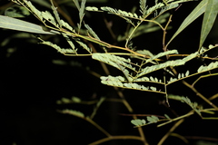 Acacia attenuata
