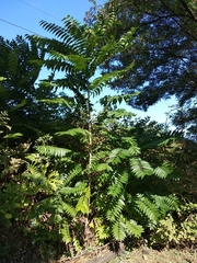 Ailanthus altissima