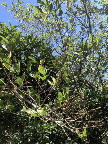 Image of Premna microphylla by (c) 呂一起(Lu i-chi), some rights reserved (CC BY)