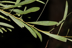Acacia attenuata