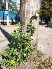 Ulmus glabra
