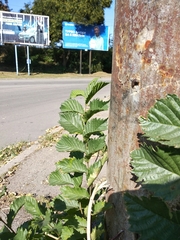 Ulmus glabra