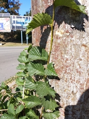 Ulmus glabra