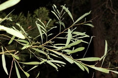Acacia attenuata