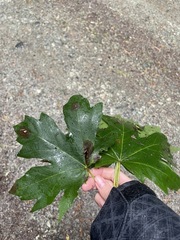 Acer macrophyllum