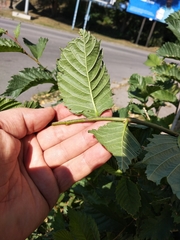 Ulmus glabra
