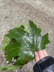 Acer macrophyllum