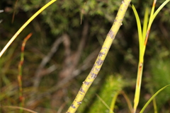 Acacia attenuata