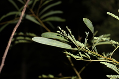 Acacia attenuata