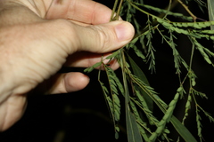 Acacia attenuata