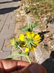 Verbesina encelioides