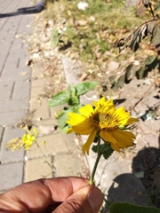 Verbesina encelioides