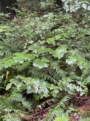 Oplopanax horridus