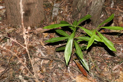 Planchonella chartacea