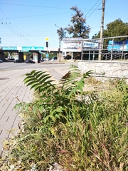 Ailanthus altissima