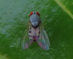 Luzonimyia cineracea