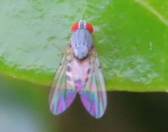 Luzonimyia cineracea