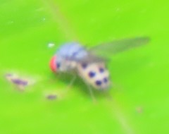 Luzonimyia cineracea