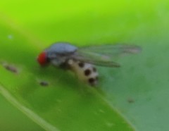 Luzonimyia cineracea