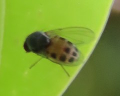 Luzonimyia cineracea