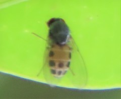 Luzonimyia cineracea