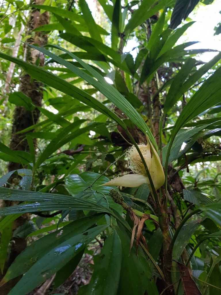 Asplundia isabellina