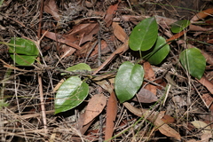 Vincetoxicum polyanthum