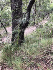 Acacia simsii