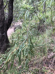 Acacia simsii