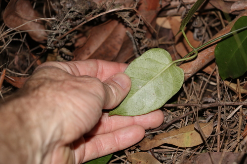 Image of Vincetoxicum polyanthum by (c) Greg Tasney, some rights reserved (CC BY-SA)