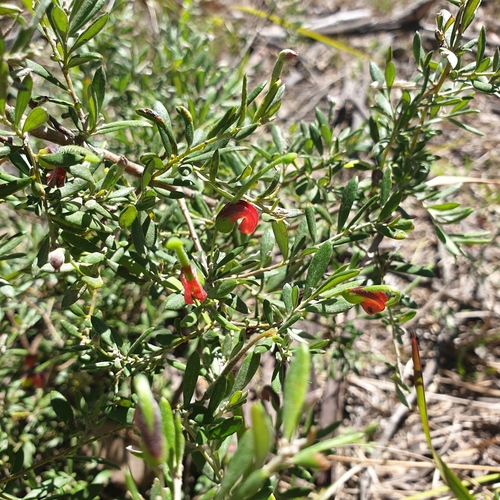 Grevillea montana, photograph 6