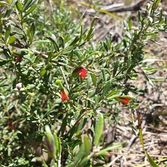 Grevillea montana, photograph (c) Shelomi Doyle, some rights reserved (CC BY)