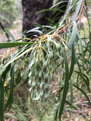 Acacia simsii