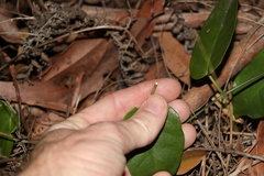 Vincetoxicum polyanthum