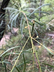 Acacia simsii