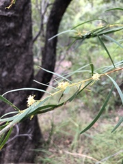 Acacia simsii