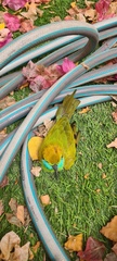 Merops cyanophrys
