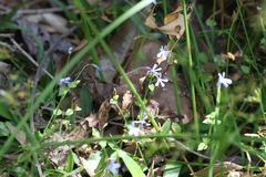 Lobelia quadrangularis