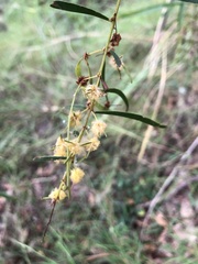 Acacia simsii