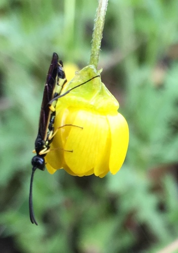 iNaturalist observation photo of Calameuta