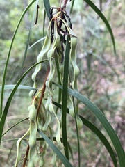Acacia simsii