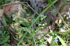 Lobelia quadrangularis